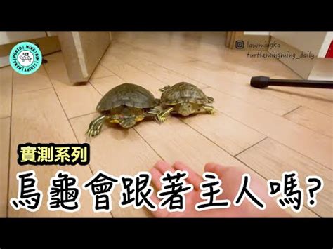 烏龜擺設風水|【烏龜風水】揭密烏龜風水：家居養龜招財避煞，必知風水禁忌！